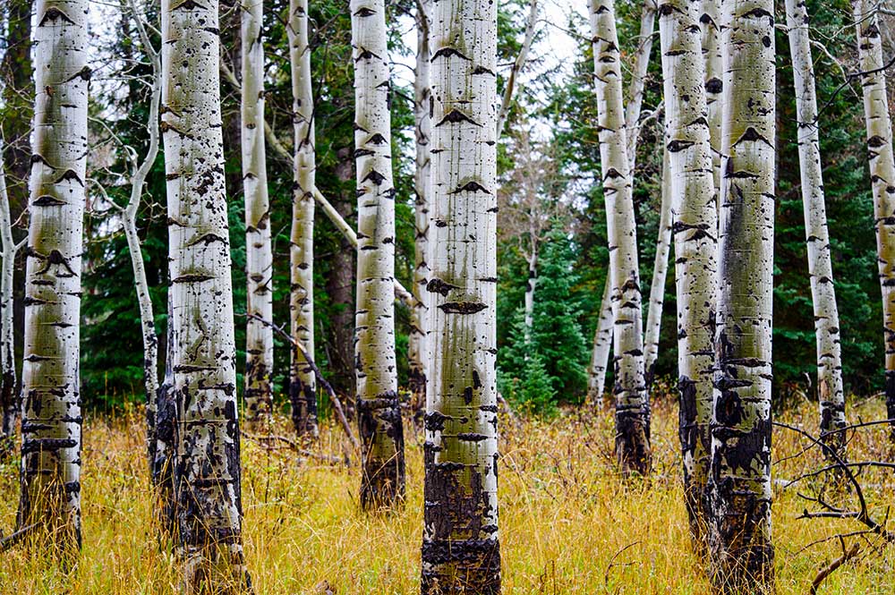 contact_nature