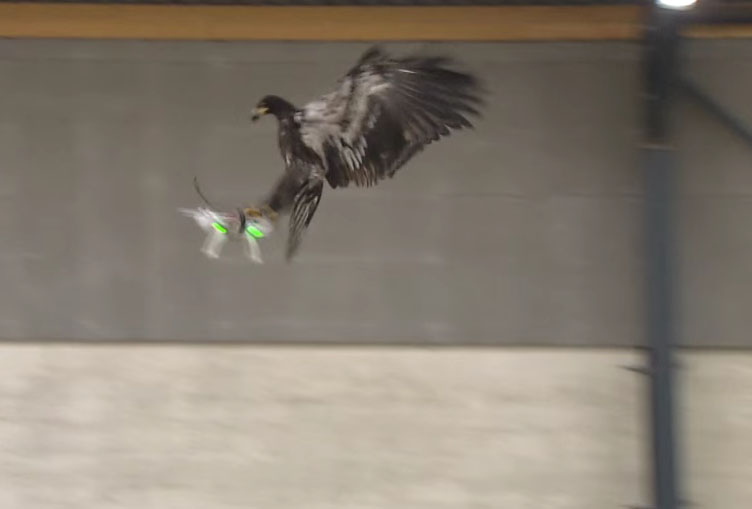 Eagles attacking drones