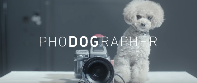 PhoDOGrapher